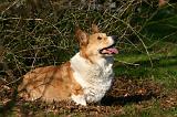 CORGI PEMBROKE 1370
